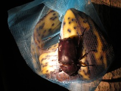 バナナにかぶりつくカブトムシのメス