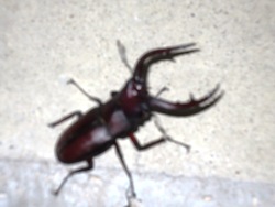 ノコギリクワガタ