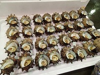 サザエ