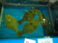 ヒラメ