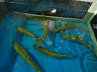 マアジ