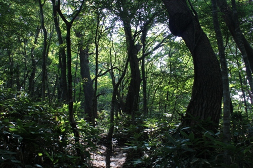 登山道