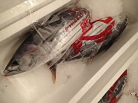 カツオ