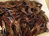 タイワンガザミ