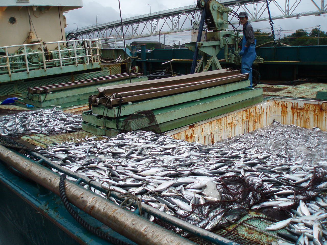 水揚げ魚の見本