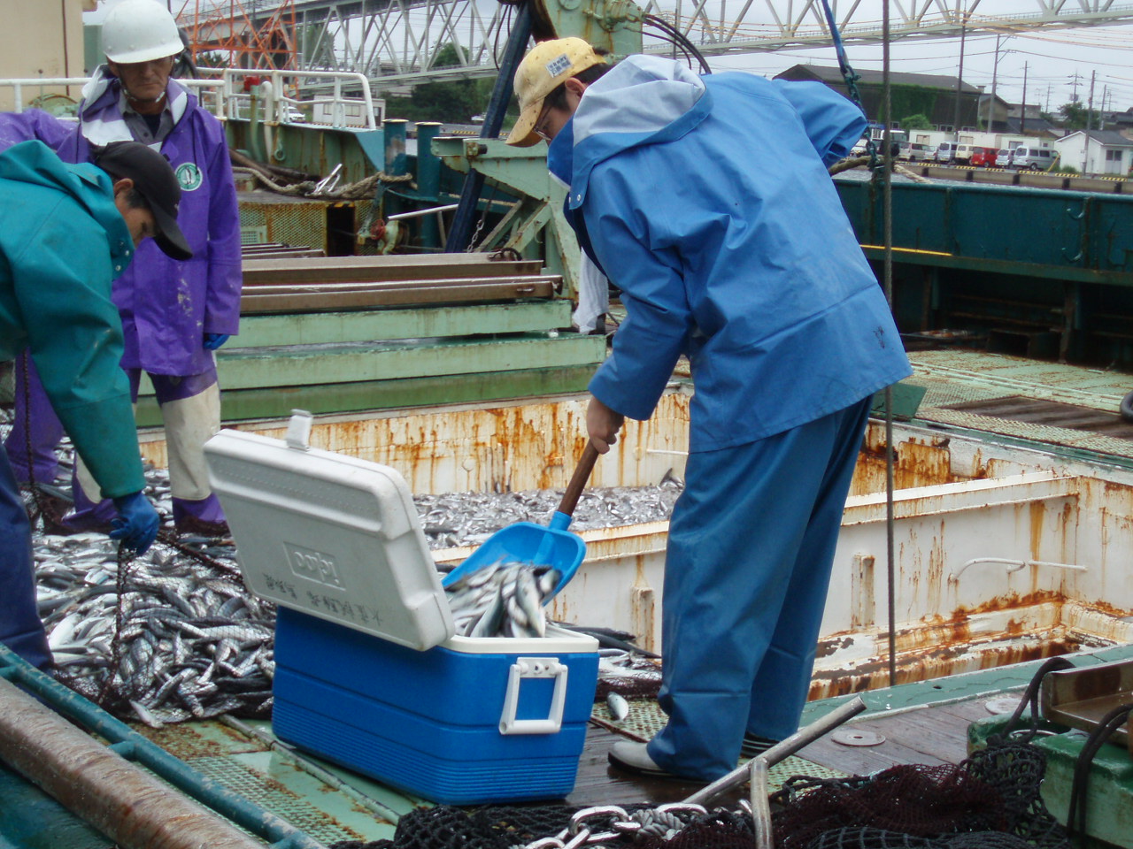 測定魚の購入