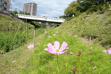 袋川のコスモスの様子（9月27日）