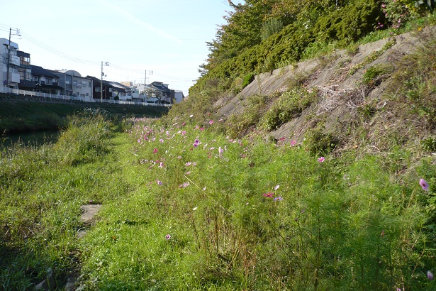 袋川のコスモスの様子（10月28日）