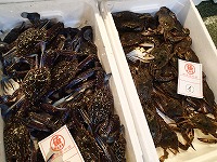 タイワンガザミ（あおて）