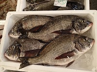 クロダイ