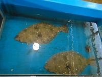 ヒラメ