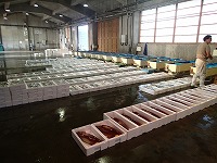 賀露（小底、赤いか、かご網、イカ釣）