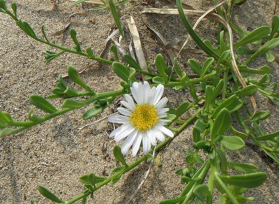 白いハマベノギクの花