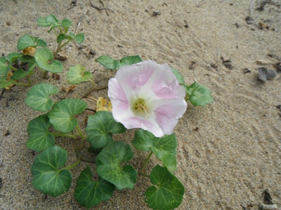 季節外れのハマヒルガオの花