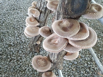 kinoko1