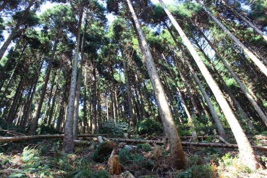 板井原県有林
