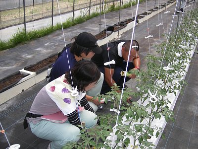 トロ箱栽培されたトマトを観察している様子