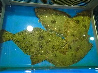 ヒラメ