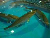 あかびら（カンパチの若魚）