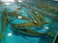 マアジ
