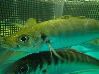 マアジ