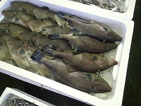 ウマヅラハギ（チューカー）