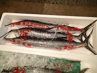 バショウカジキ