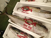 ヒラマサ（隠岐の定置網）