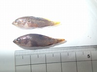 天然キジハタ（全長約3cm）
