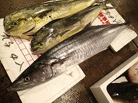 ヨコシマサワラ（隠岐の定置網）