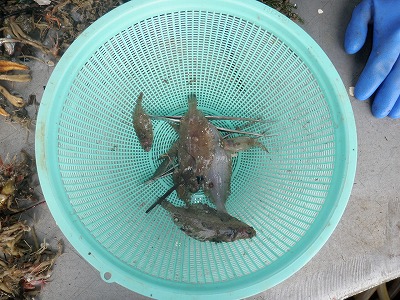 ソリネットで獲れたカレイの稚魚