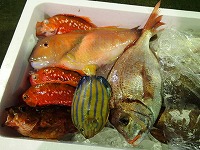 暖水海系いろいろ