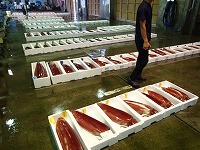 賀露の水揚げ状況（ソデイカのみ）