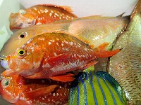 サクラダイ