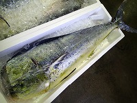 シイラ