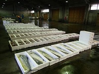 酒津～泊の水揚状況