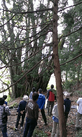 別宮の大カツラ