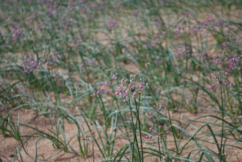 らっきょうの花