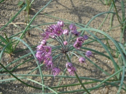 赤紫の花