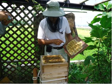 蜂蜜収穫
