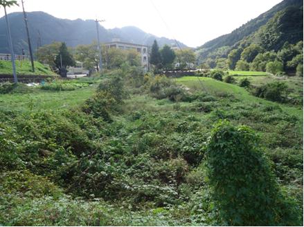 日野高校前の田んぼ