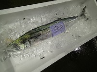 サワラ