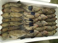 ウマヅラハギ（チューカー）