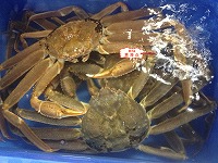 松葉がに（網代：規格「上２」）