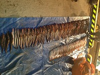 ヒラメの仕立て作業（測定に最高な仕立て）