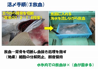 サワラ活〆勉強会のスライド（脱血）