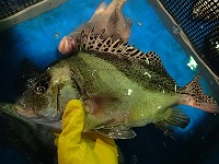 コショウダイ