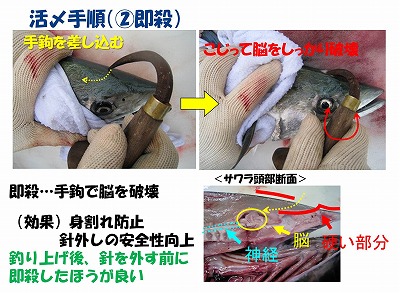 サワラ活〆勉強会のスライド（即殺）