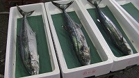 活〆されているサワラ（仕立て作業の途中）
