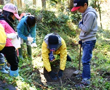 トチノキ植栽